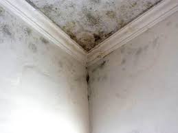 Best Mold Damage Restoration  in Sun City, AZ